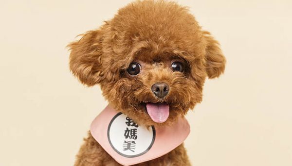 贵宾犬吃什么食物好