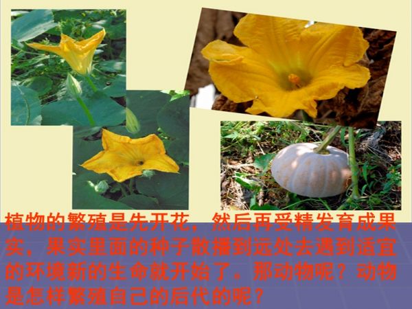 动物的繁殖.ppt_第2页