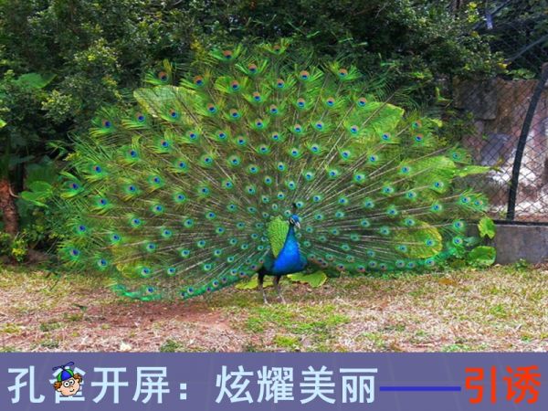 动物的繁殖.ppt_第5页