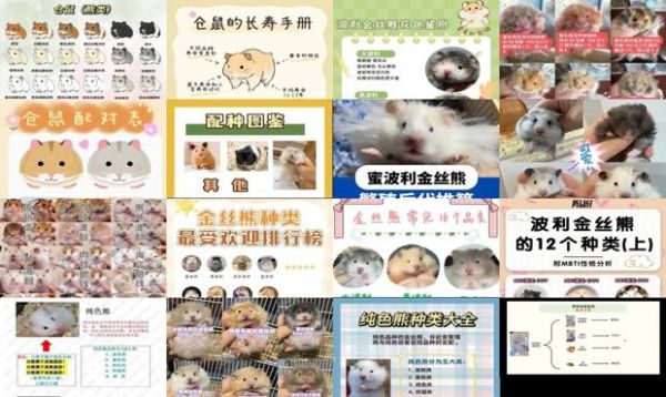 金丝熊繁殖后代颜色表