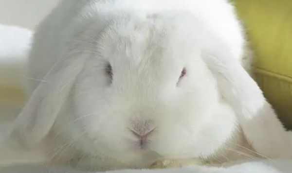 垂耳兔中什么颜色最贵?揭秘垂耳兔色彩之谜