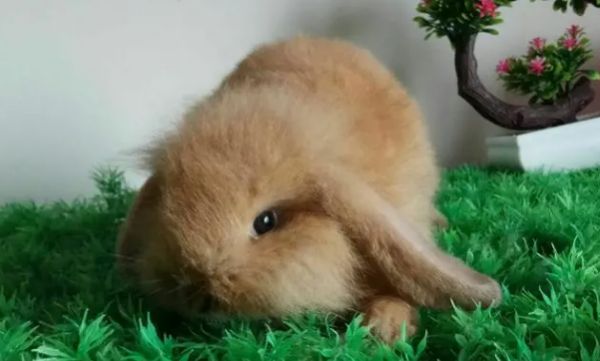 垂耳兔中什么颜色最贵?揭秘垂耳兔色彩之谜