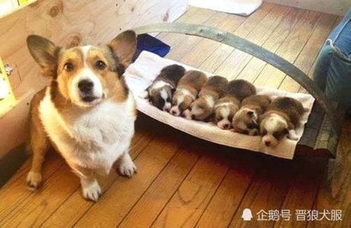 宠物狗自制餐食怎么做的