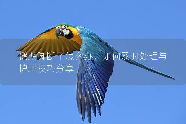 鹦鹉脚断了怎么办,如何及时处理与护理技巧分享