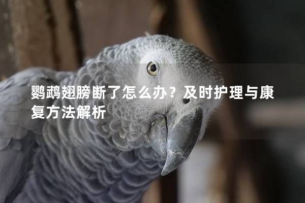 鹦鹉翅膀断了怎么办?及时护理与康复方法解析