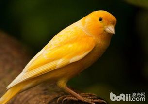 金丝雀何时能开始繁殖后代?
