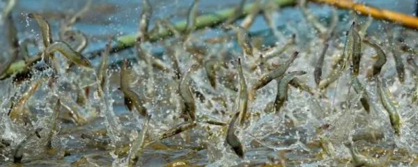 怎么养虾,每天早上、傍晚都要喂食