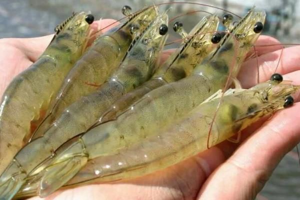 怎么养虾,每天早上、傍晚都要喂食