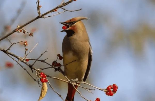 神奇生物在东城 | 寓意美好的小太平鸟