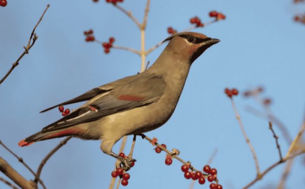 神奇生物在东城 | 寓意美好的小太平鸟