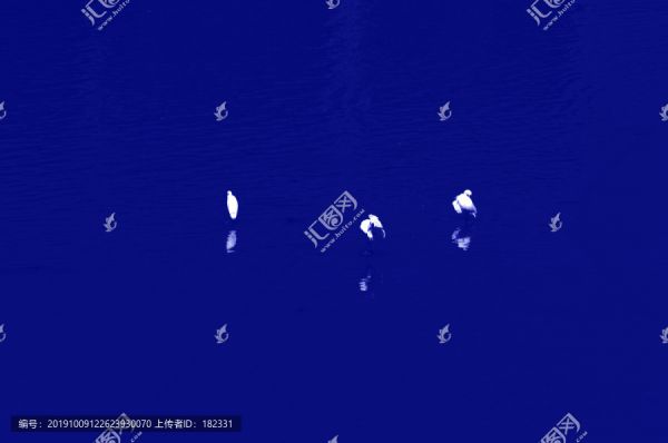 鸟类风光摄影装饰画