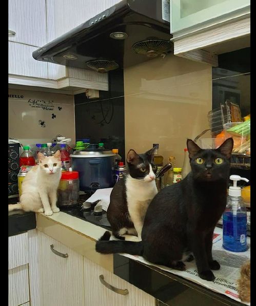 宠物猫怎么自己做饭