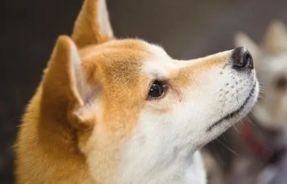 为什么要给狗狗长期喝羊奶粉?原来有这么多科学依据