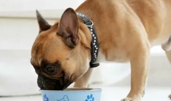 为什么要给狗狗长期喝羊奶粉?原来有这么多科学依据