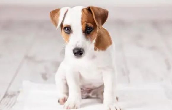 为什么要给狗狗长期喝羊奶粉?原来有这么多科学依据