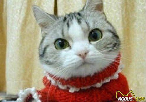 冬天了,猫咪美容打扮有讲究