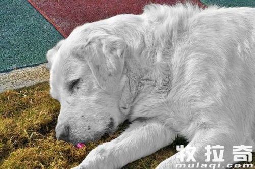 狗狗假孕原因:激素波动。预防:定期体检,调整饮食。