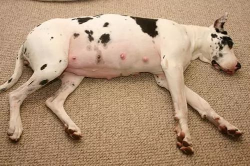 狗狗假孕原因:激素波动。预防:定期体检,调整饮食。