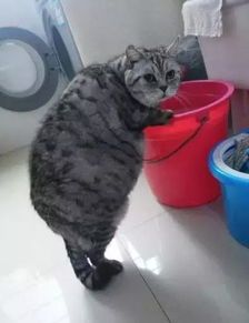 三只宠物狗被罚站墙角,主人的幽默行为让人忍俊不禁