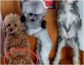 三只宠物狗被罚站墙角,主人的幽默行为让人忍俊不禁