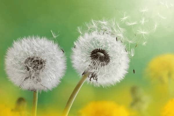 牧羊犬厌食怎么调整，牧羊犬厌食怎么调整饮食