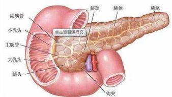 胰腺分泌不足狗狗饮食调整指南