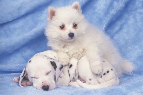 宠物小狗持续干呕,饮食调整是关键。