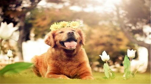 宠物小狗持续干呕,饮食调整是关键。