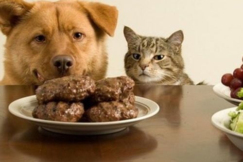 宠物饮食异常原因探析