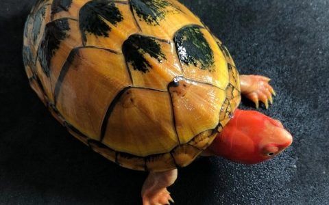 关于私信我:“适合新手养的龟龟”这里回应一下!