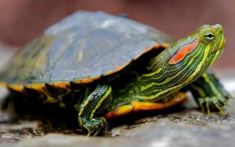 新手买龟,到底买多大的龟比较好?