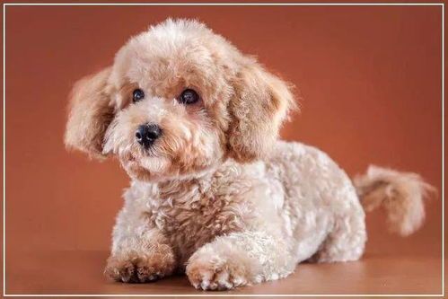 宠物狗便便不成形,调整饮食与消化。