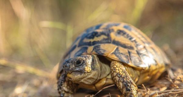 赫曼陆龟饲养指南(了解赫曼陆龟饲养的关键因素,成为一个负责任的饲主。)