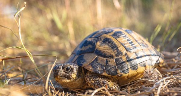赫曼陆龟饲养指南(了解赫曼陆龟饲养的关键因素,成为一个负责任的饲主。)