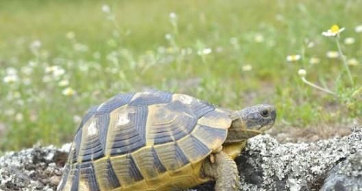 赫曼陆龟饲养指南(了解赫曼陆龟饲养的关键因素,成为一个负责任的饲主。)