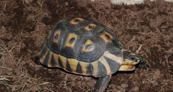 安哥洛卡陆龟饲养全指南(以宠物为主,让你的陆龟成为你生活的一部分)