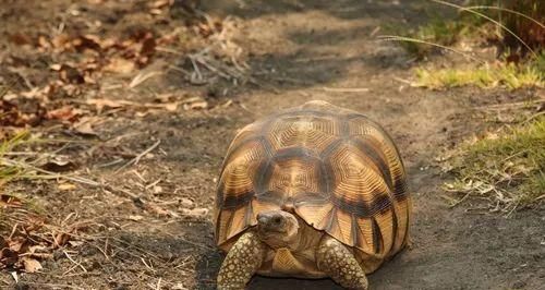 安哥洛卡陆龟饲养全指南(以宠物为主,让你的陆龟成为你生活的一部分)