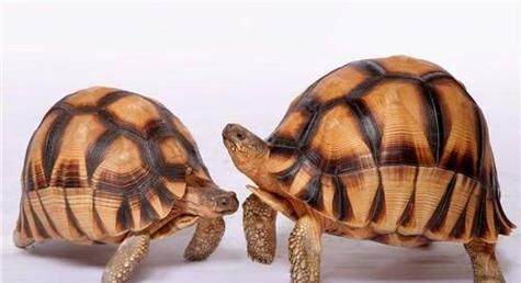 安哥洛卡陆龟饲养全指南(以宠物为主,让你的陆龟成为你生活的一部分)