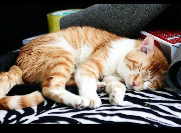 狸花猫如何美容护理?狸花猫洗澡和修剪脚爪技巧