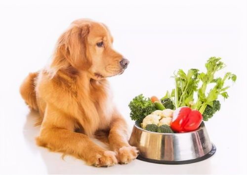 狗狗糖尿病饮食指南与防治方法