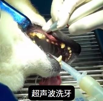 狗狗口臭别担心,处理妙招在这里!