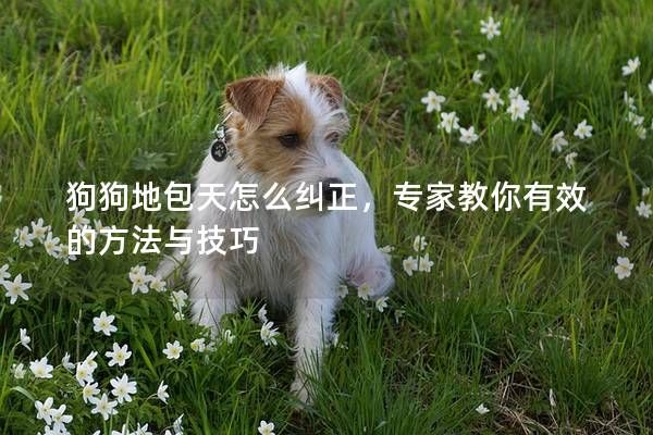 狗狗地包天怎么纠正,专家教你有效的方法与技巧