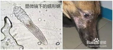 宠物皮肤病成因及症状解析