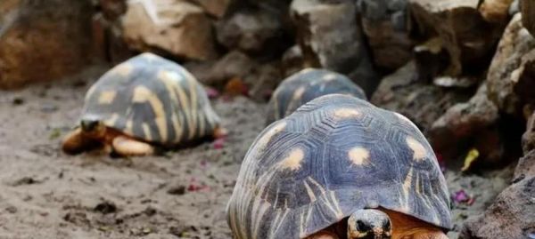 安哥洛卡陆龟饲养全攻略(科学饲养,健康成长)