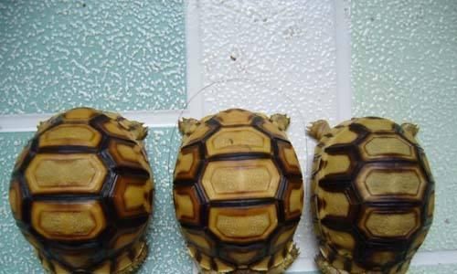 安哥洛卡陆龟饲养全攻略(科学饲养,健康成长)