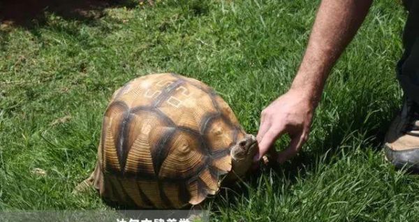 安哥洛卡陆龟饲养全攻略(科学饲养,健康成长)