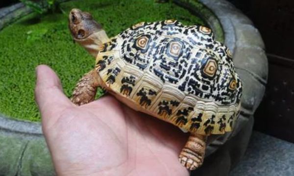 豹纹陆龟公母分辨指南:从形态到行为的全维度观察