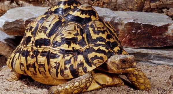 豹纹陆龟公母分辨指南:从形态到行为的全维度观察