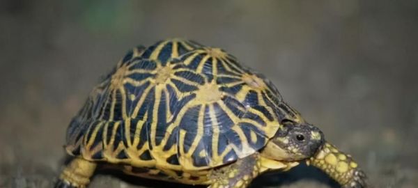 樱桃红腿陆龟的饲养全指南(科学饲养樱桃红腿陆龟,让它健康成长)