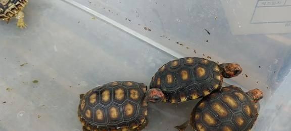 樱桃红腿陆龟的饲养全指南(科学饲养樱桃红腿陆龟,让它健康成长)